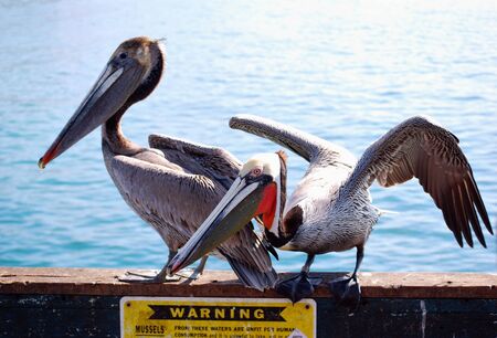 Brown pelicans 