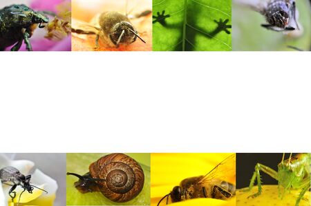 Insectsの写真素材