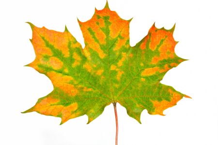 maple leaf の写真素材