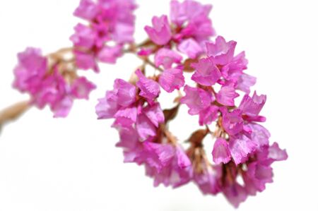 pink spring flowers isolated over whiteの写真素材