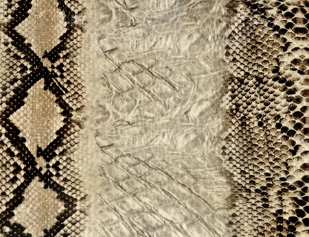 Snake skin texture