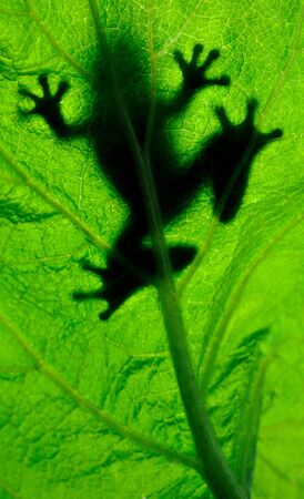 Frog resting on a leafの写真素材