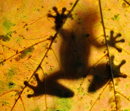Frog resting on a leafの写真素材