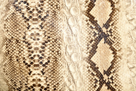 Snake skin, reptileの写真素材