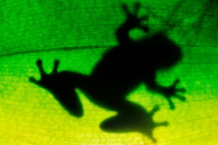 Frog resting on a leafの写真素材