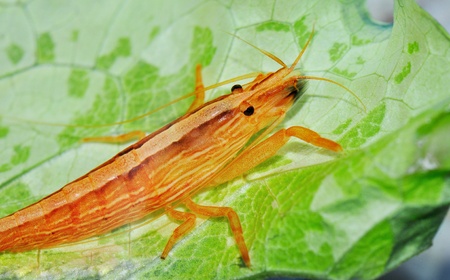 Live shrimp sitting on a salad の写真素材