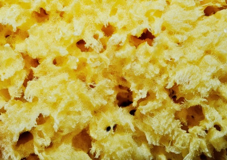 Yellow sponge texture 