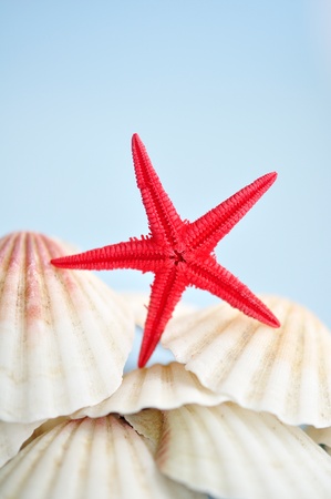Sea starの写真素材