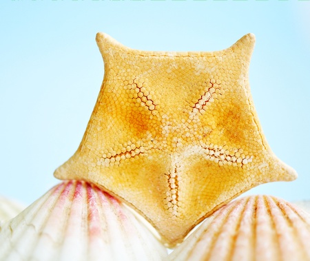 Sea starの写真素材