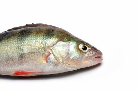 The European perchの写真素材