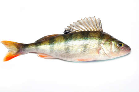 The European perchの写真素材