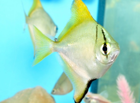 Aquarium fish 