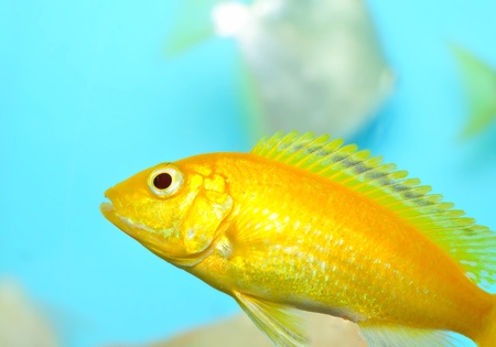 Aquarium fish 