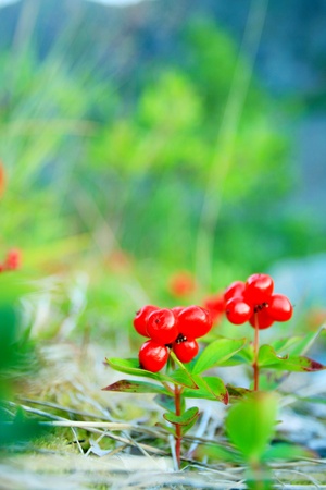 Close up of red berryの写真素材