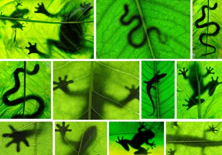 Collage of amphibian shadows の写真素材