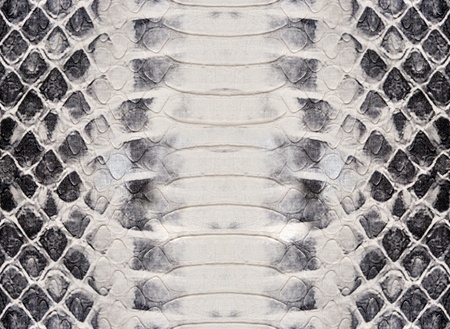 Snake skin, reptile の写真素材
