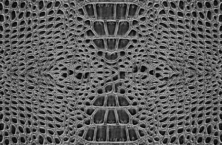 Crocodile skin texture background  の写真素材
