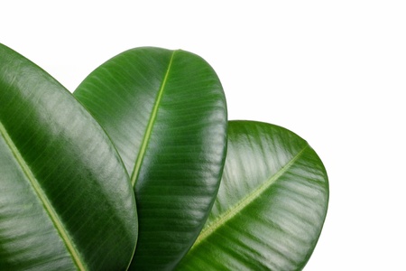 Fresh Leaves の写真素材