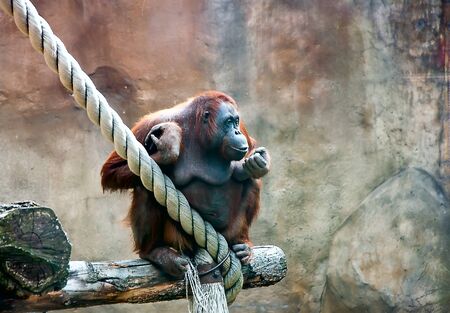 The orangutan looks into the distance, sits near the rope.の写真素材