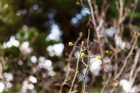The buds blossomed under the spring sun.