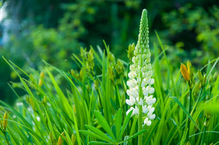Close up of white flowers of Lupinus, commonly known as lupine or lupine, in full bloom and green...