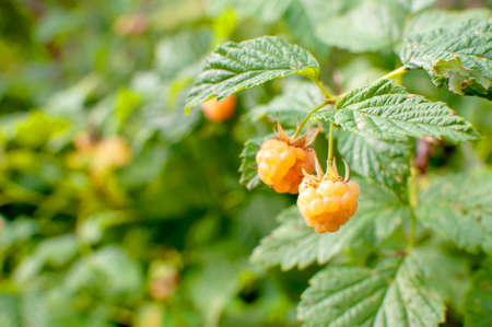 Yellow raspberries on a Bush in the garden.の写真素材