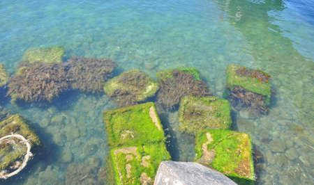 Green algae in the water near the sea coast. Beautiful square-shaped seaweed.