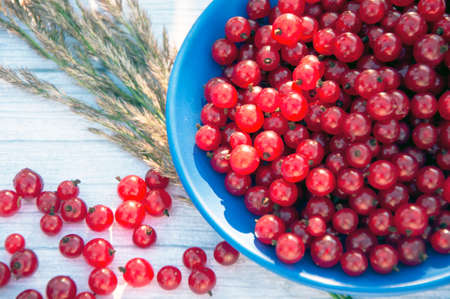 Fresh red currant on gray wooden table in a sunshine summer day. Close up macroの写真素材