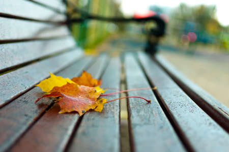 A park bench on which lies a yellow and red maple leaf. Autumn yellowed sheet ice on a wooden bench. Close up macroの写真素材