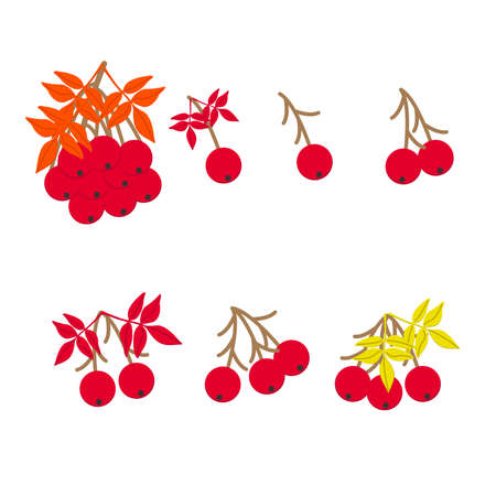 Red ripe rowan berries bunches set, vector illustration. Isolated on white background. Autumn conceptのイラスト素材