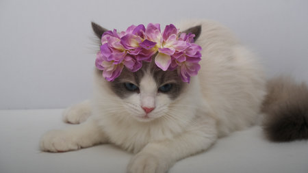 Cat in a wreath of purple flowers.の写真素材