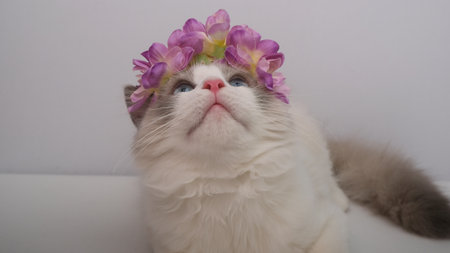 <p>Cat in a wreath of purple flowers.</p>の写真素材