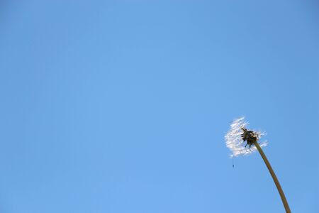 Beautiful dandelion on sky backgroundの写真素材