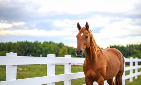 Brown horse close-up against white fence, greenery, cloudsの素材
