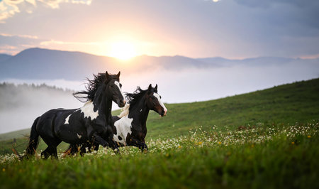 Two horses galloping across a green field. The sun is on the horizon.の素材