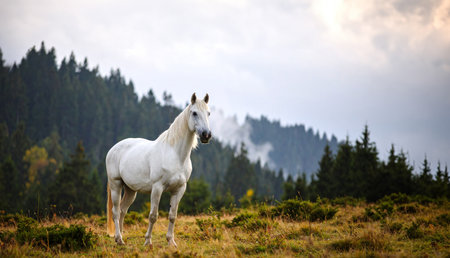 White Horse on the Background of Mountains and Misty Forestの素材