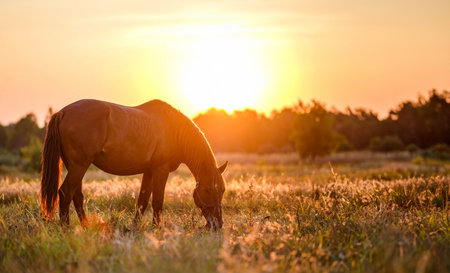 Lonely horse grazing in meadow with sunset backgroundの素材