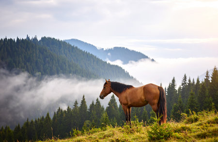 A brown horse stands calmly against the backdrop of misty, forested mountainsの素材