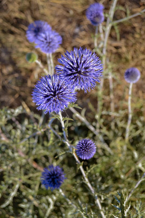 Blue round flowers Tadpole round-headed aster in its natural environment