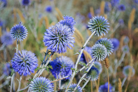 Blue round flowers round-headed aster in its natural environmentの写真素材