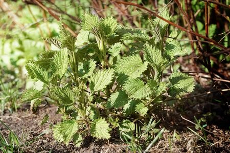 Young nettle close shot, spring conceptの写真素材