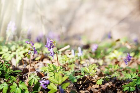 Spring background with purple lilac blossoms and sunbeamsの写真素材