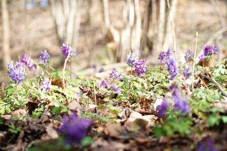 Spring background with purple lilac blossoms and sunbeamsの写真素材