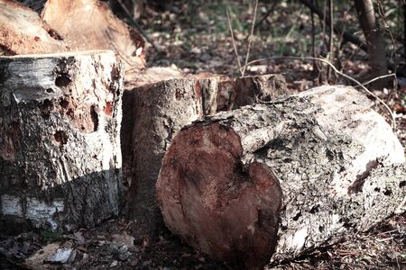 A pile of wooden logs on the ground. Wooden obsolete log, firewood. Naturalの写真素材
