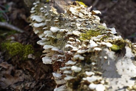 Tree mushrooms close up on a tree trunkの写真素材