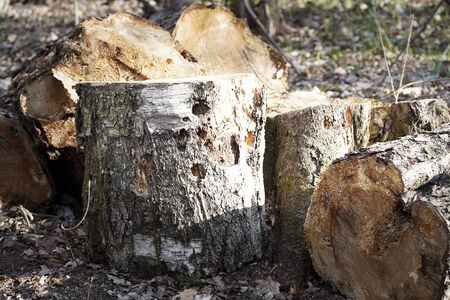 A pile of wooden logs on the ground. Wooden obsolete log, firewoodの写真素材