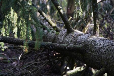 Uprooted trees. Fallen tree in the forest. Forest landscape. The roots of the tree. Old big tree. Bears in the woods. Shishkin's paintings. の写真素材