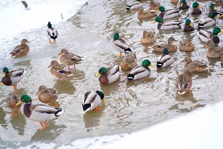 A flock of ducks are swimming in the water in winterの写真素材