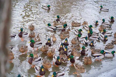 A flock of ducks are swimming in the water in winterの写真素材