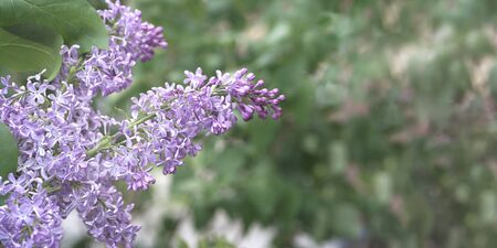 Lilac branch on a green background. Spring, photo wallpaper.の写真素材